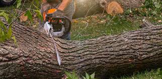 How Our Tree Care Process Works  in  East Niles, CA